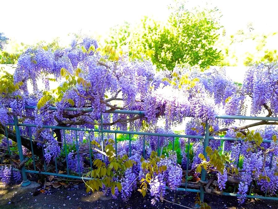 Lilacs in Talvera Photograph by Peri Ames