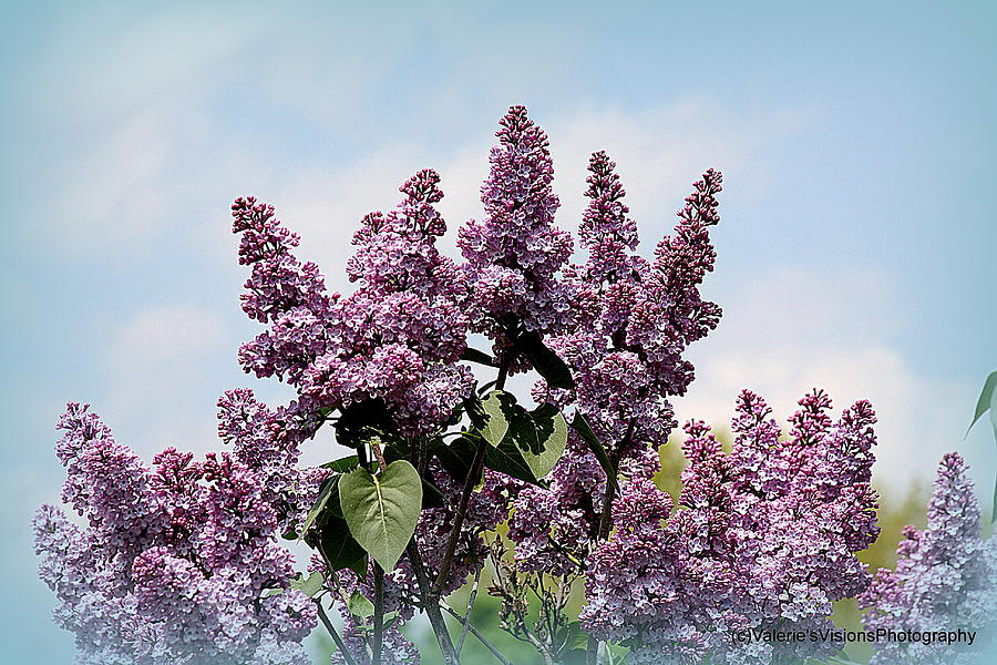 Lilacs Photograph - Lilacs in the sky by Valerie Stein