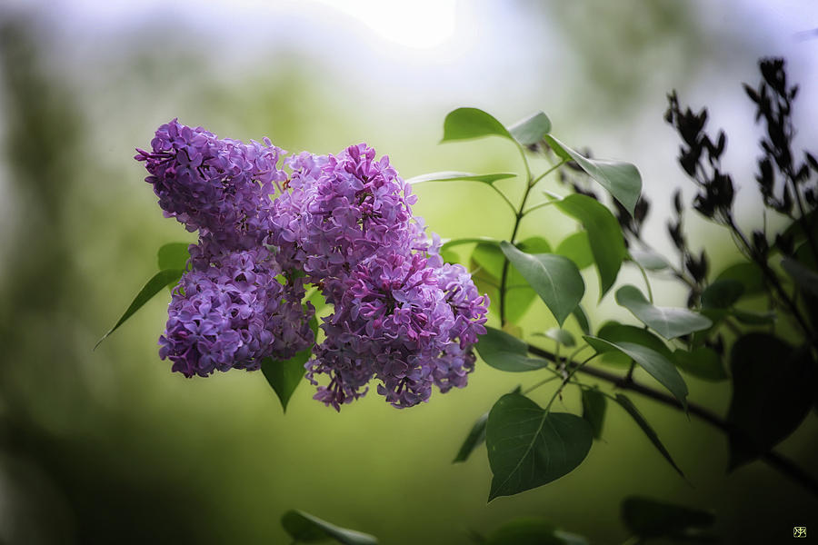 Lilacs Photograph by John Meader