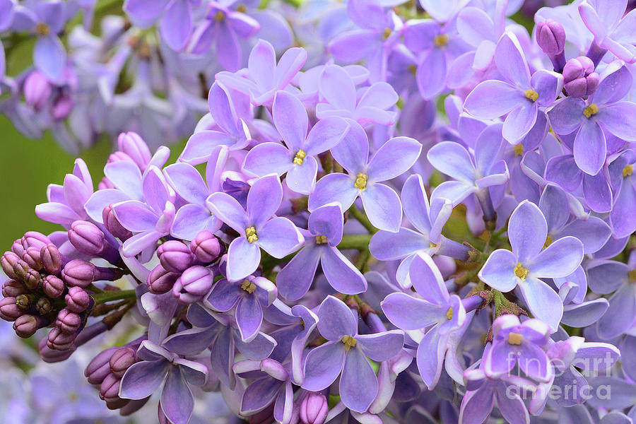 Spring Photograph -  Lilacs-Lavender Lovely  by Regina Geoghan
