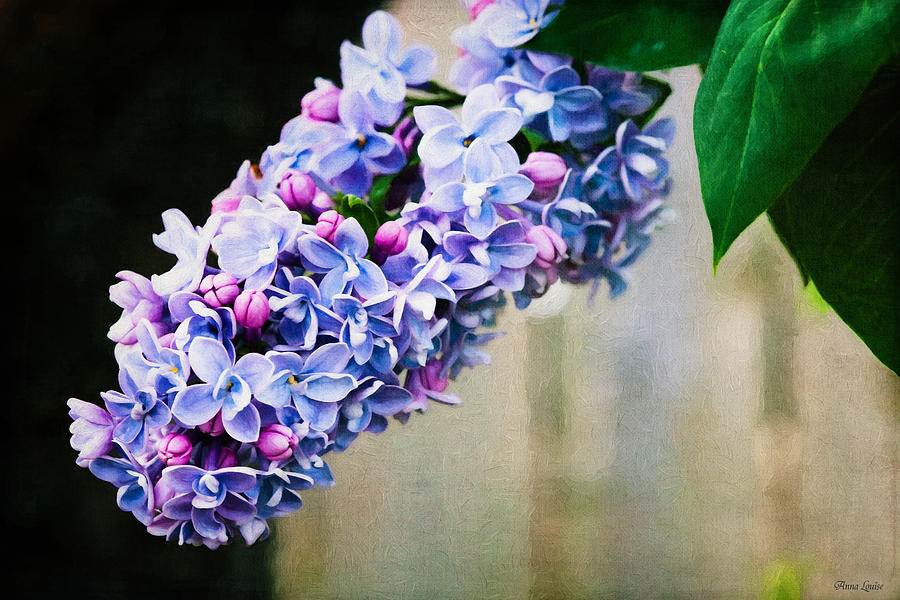 Lilacs Lovely Photograph by Anna Louise