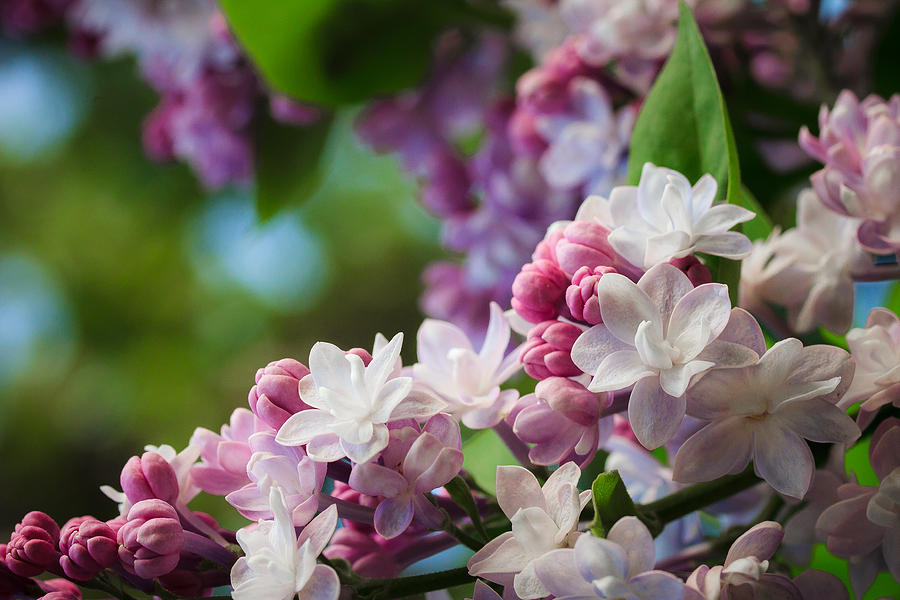 Lilacs of Spring Photograph by Joni Eskridge