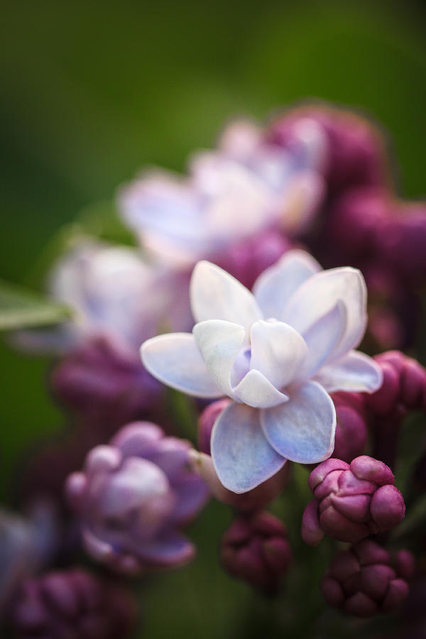 Lilacs of spring Macro Photograph by Joni Eskridge