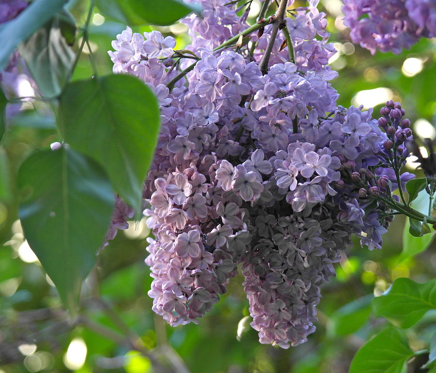 Lilacs of Springtime Photograph by Michele Myers