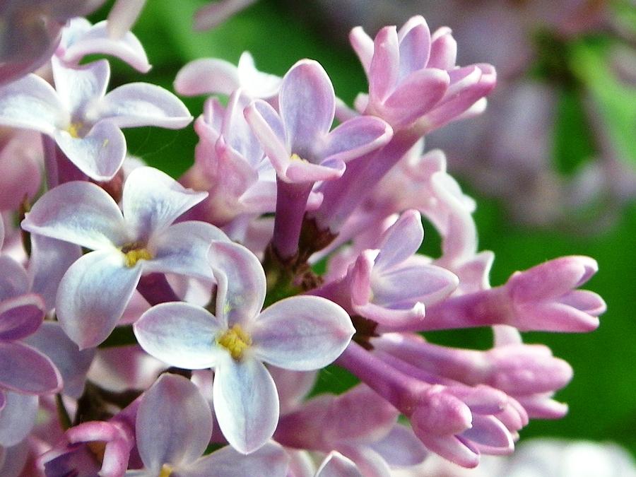 Lilacs Photograph by Peggy King