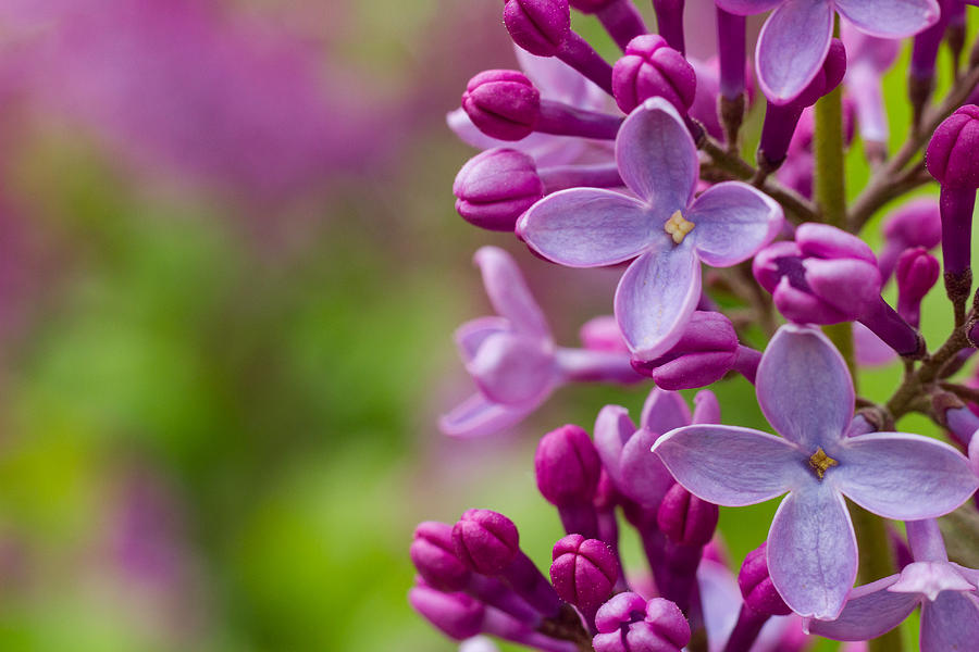 Lilacs Photograph by Penny Meyers