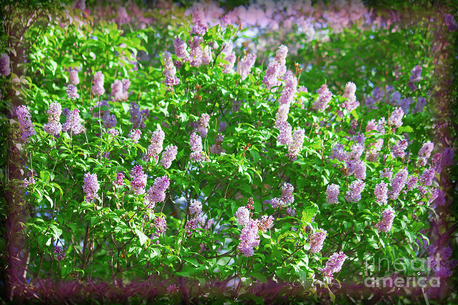 Lilacs Princes Island Photograph by Donna L Munro