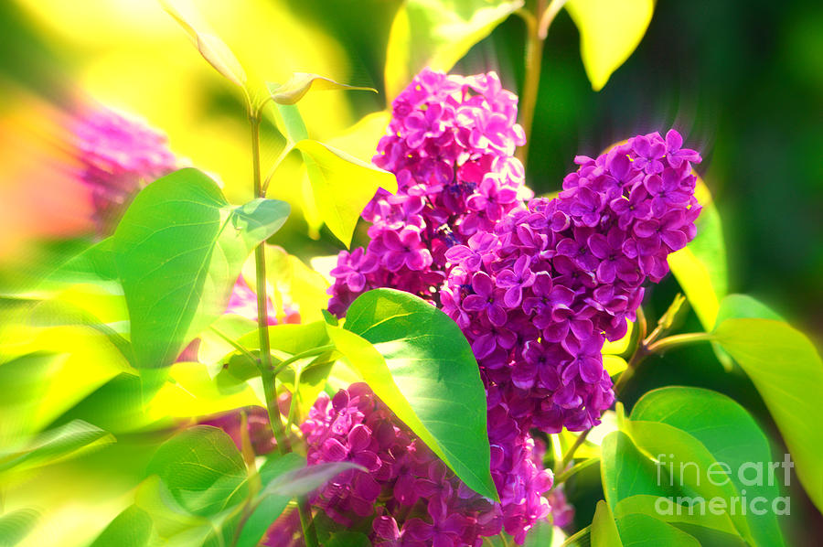 Abstract Photograph - Lilacs by Susanne Van Hulst