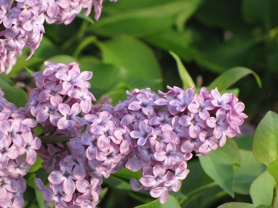 Flower Photograph - Lilacs by Sylvia Wanty
