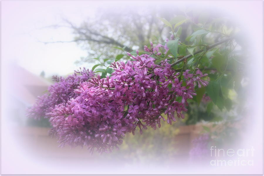 Lilacs Symbolize Love Photograph by Kay Novy