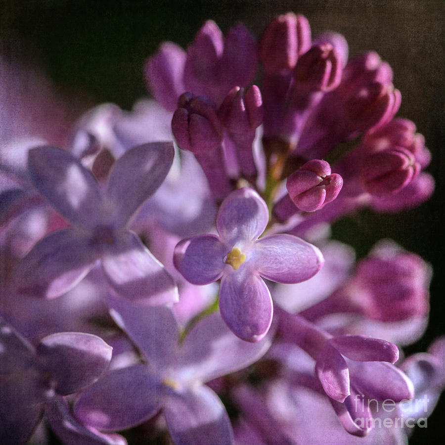 Lilacs Photograph by Tamara Becker