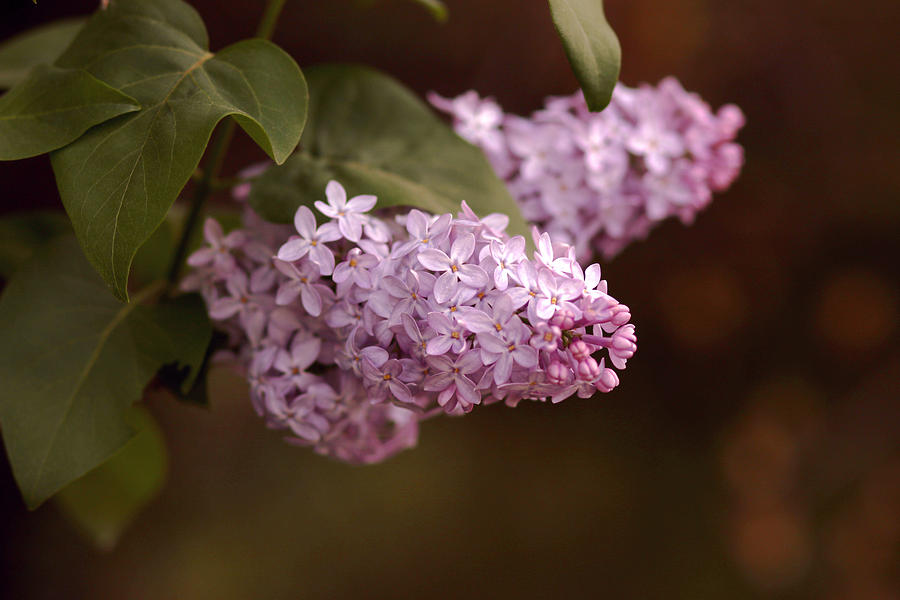 Spring Photograph - Lilacs by Tricia Bagnell