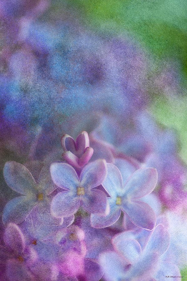 Lilacs Photograph by WB Johnston