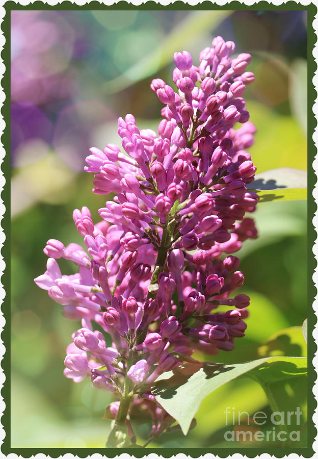 Lilacs with Bokeh and Border Photograph by Carol Groenen