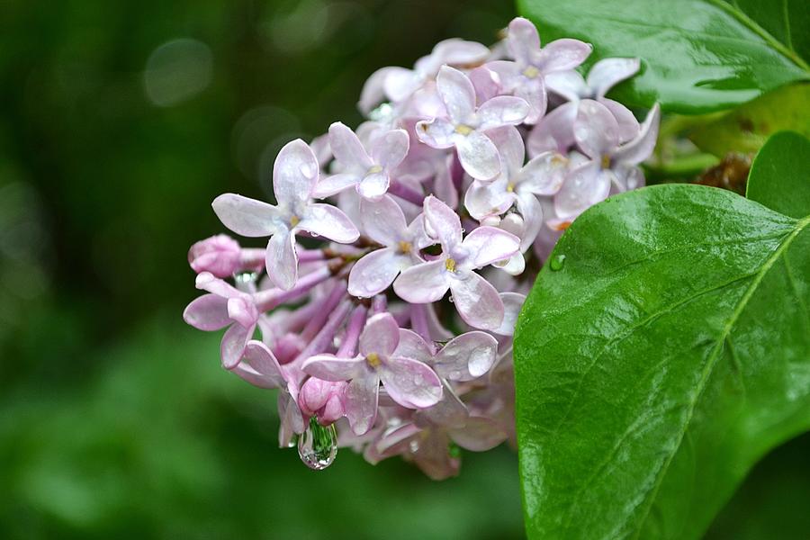 Spring Photograph - Lilacs With Raindrops by Nicole Frederick