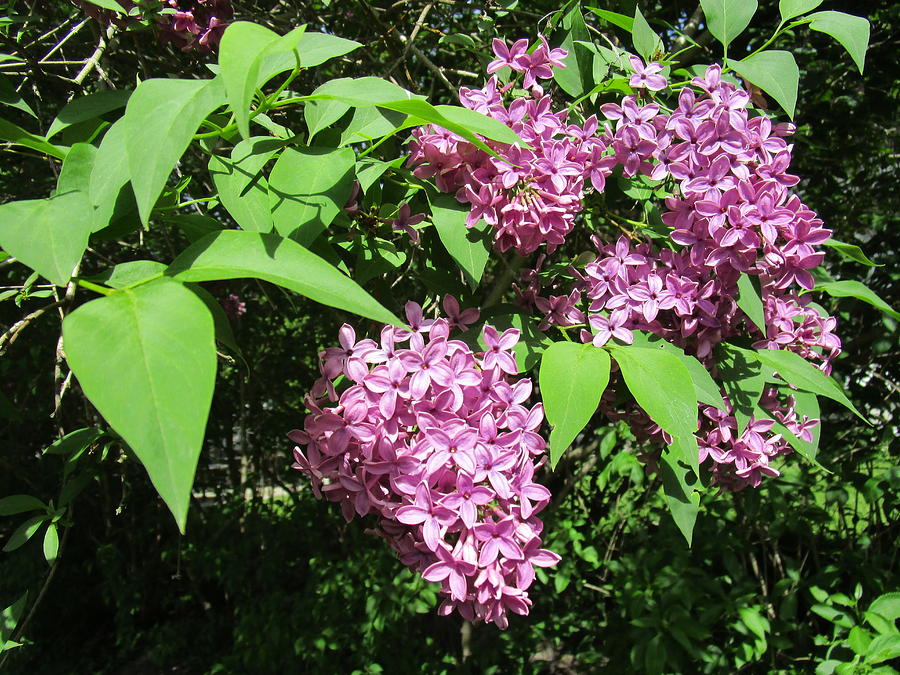 Lilacs..... A taste of spring Photograph by Rosita Larsson