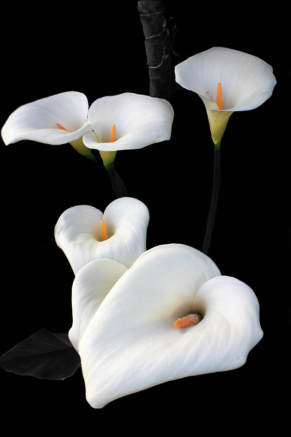 Lilies Photograph by Aidan Moran