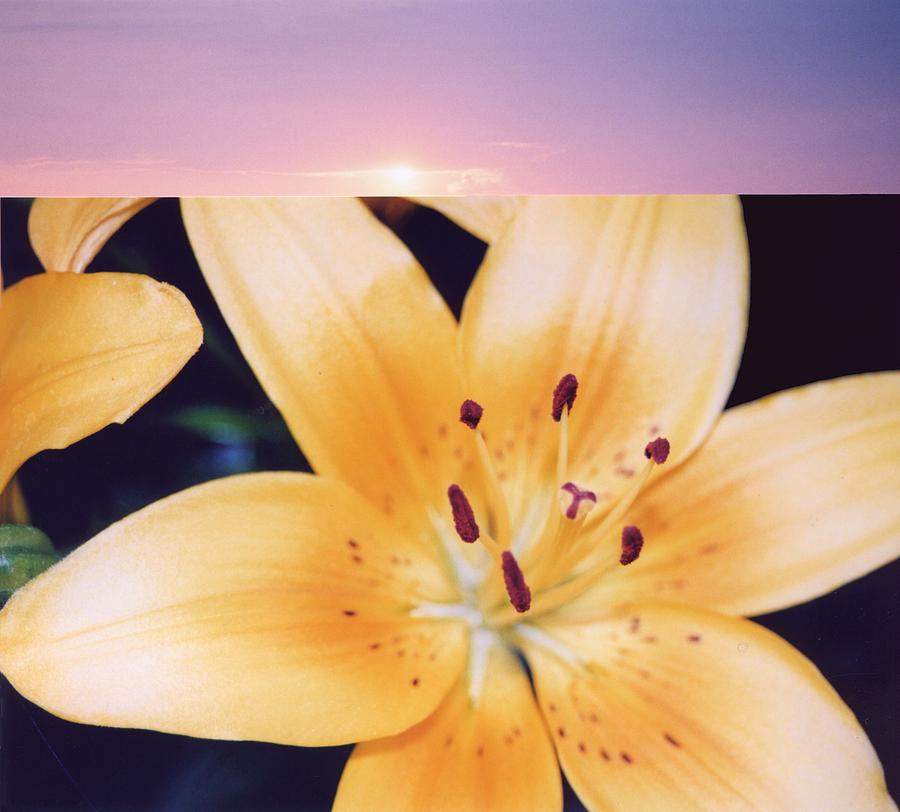Lilies and Sky 3 Photograph by Lyle Crump