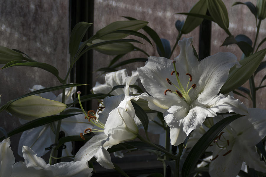 Lilies at Longwood by Lois Johnson Lilies at Longwood by Lois Johnson