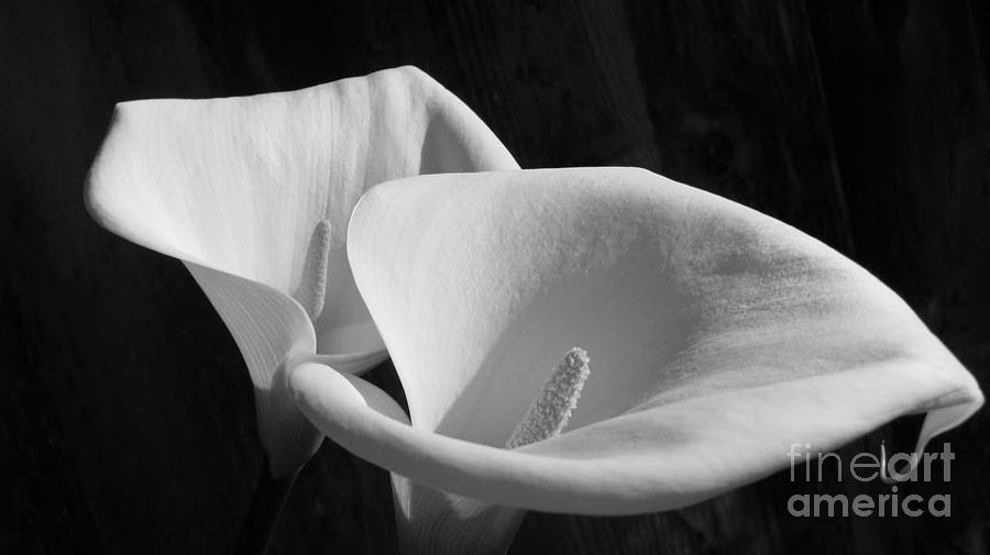 Lilies BW Photograph by Morgan Wright