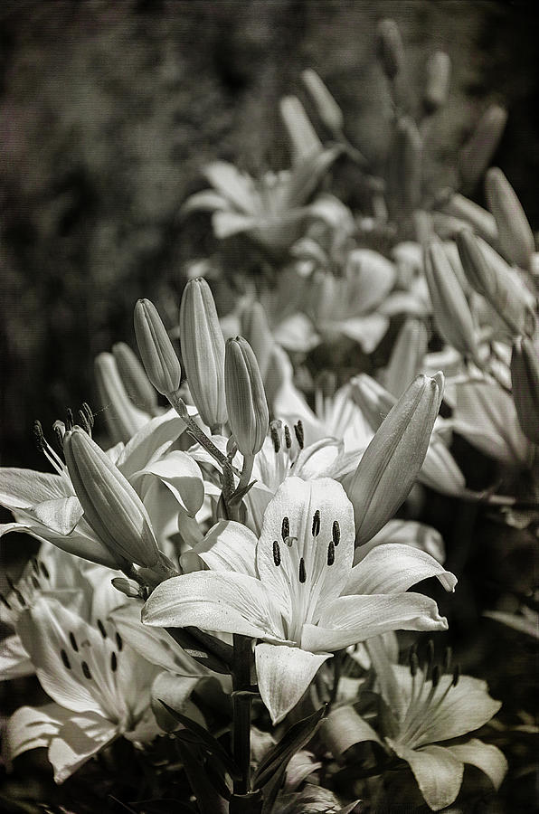 Lilies  Black and White Photograph by Susan McMenamin