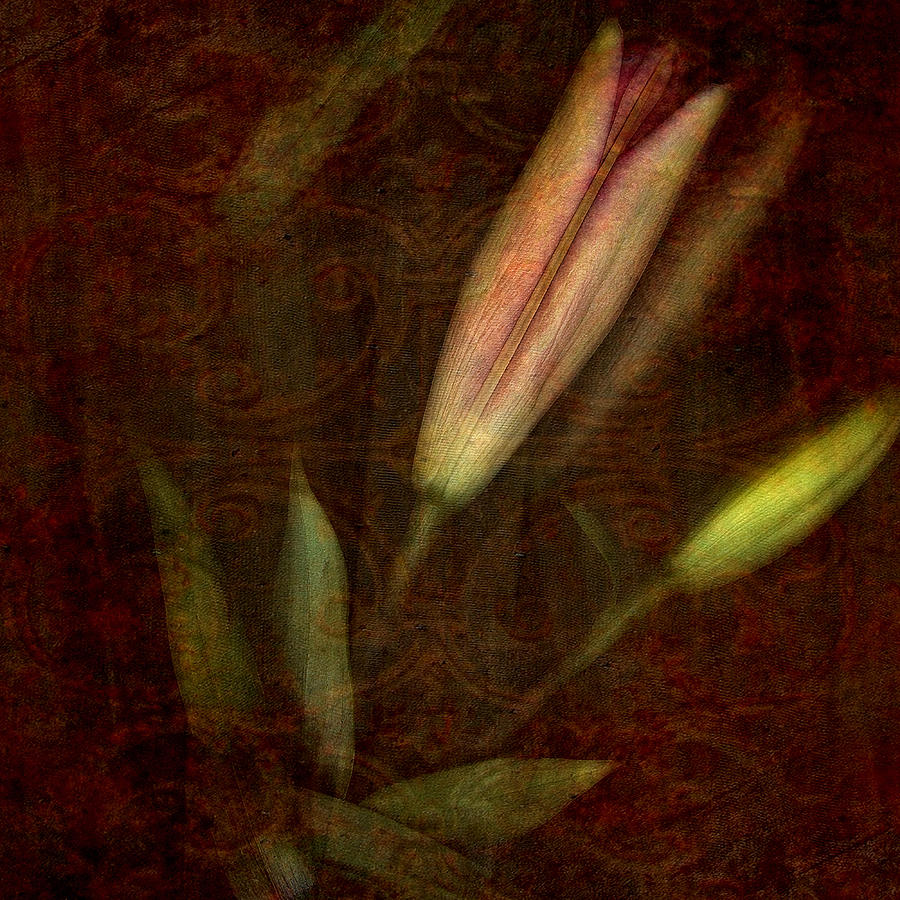 Lilies Photograph by Bonnie Bruno
