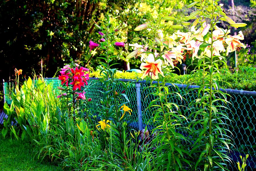 Lilies By The Fence Photograph by Cynthia Guinn