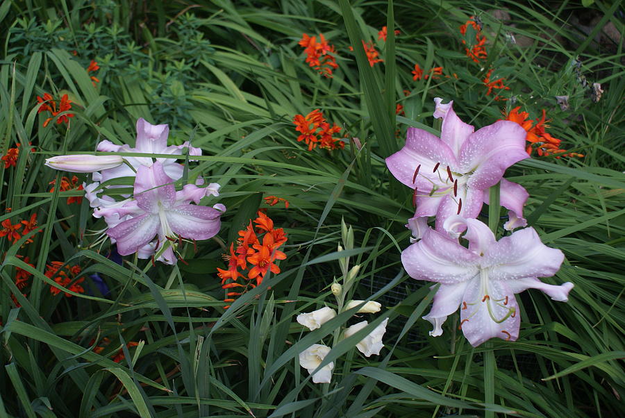 Lilies, Crocosmia, Gladiolias Photograph