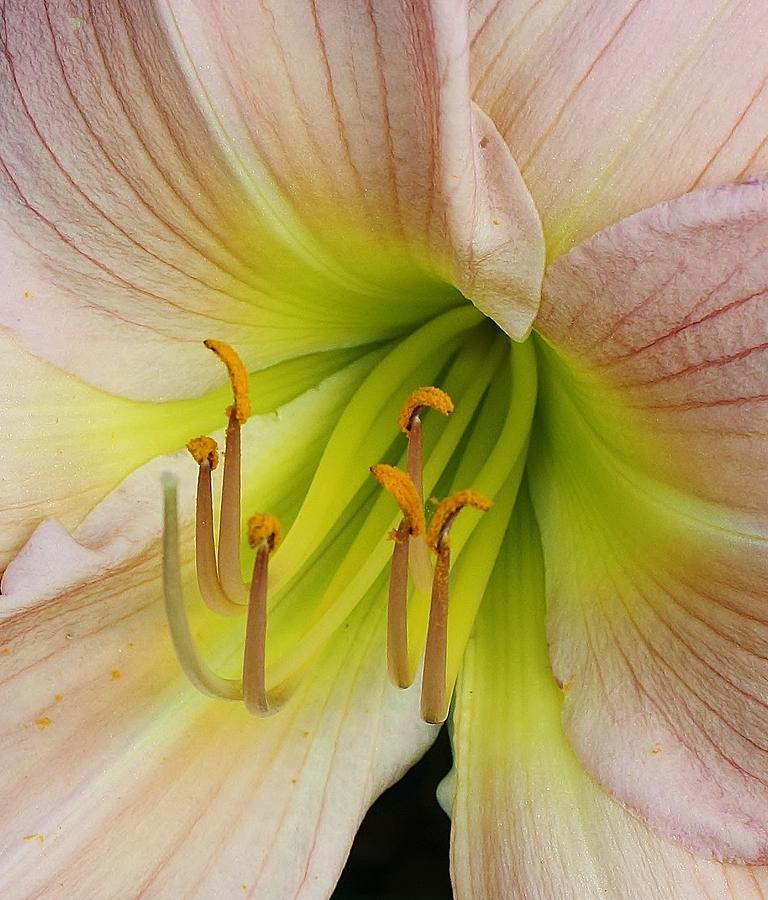 Lilies Delight Photograph by Bruce Bley