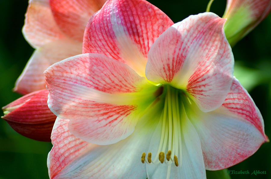 Nature Photograph - Lilies by Elizabeth Abbott