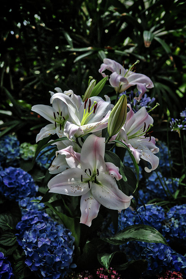Lilies for Mother Photograph by John Haldane
