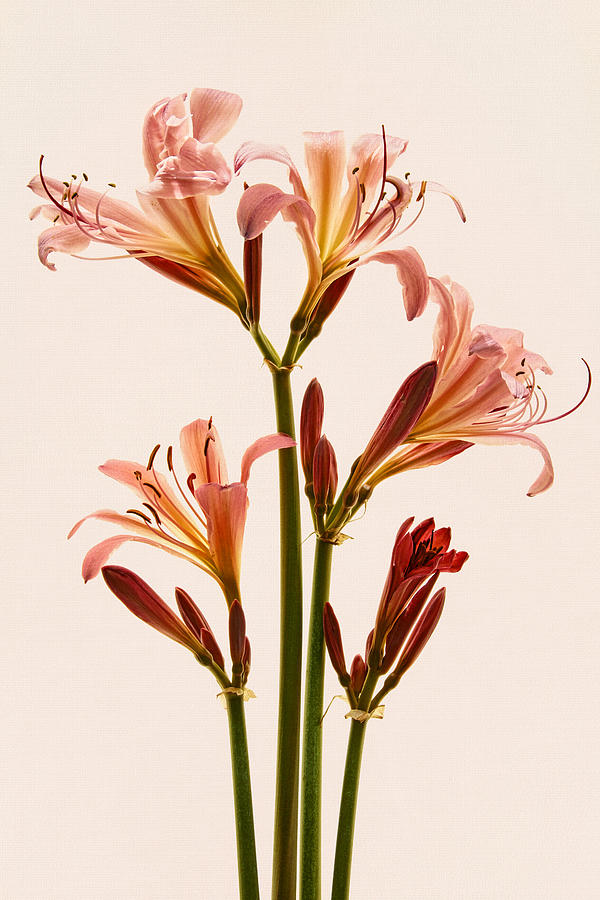 Lilies Forever Photograph by Leda Robertson