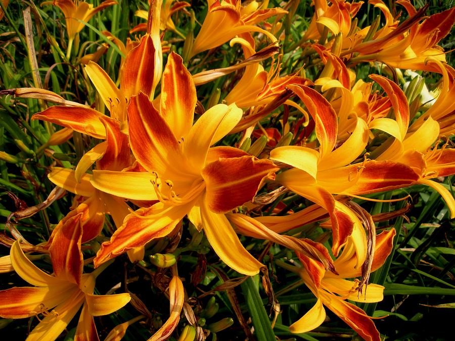 Lilies Galore Photograph by Jeanette Oberholtzer