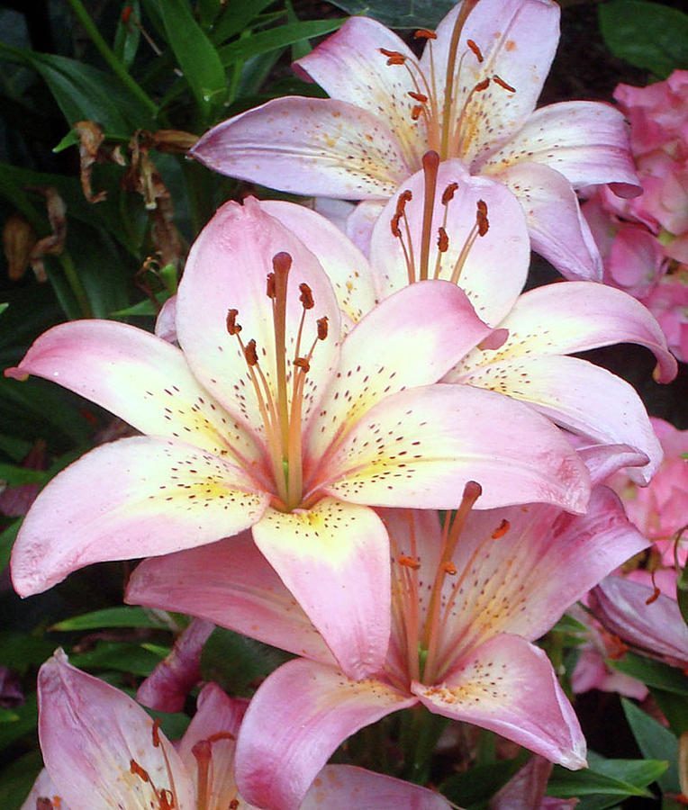 Lilies III Photograph by Mary Roff - Fine Art America