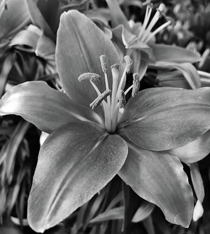Lilies in Black and White Photograph by Bruce Bley