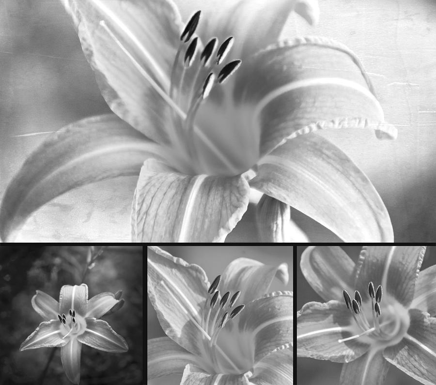 Lilies in Black and White Photograph by Judy Hall-Folde