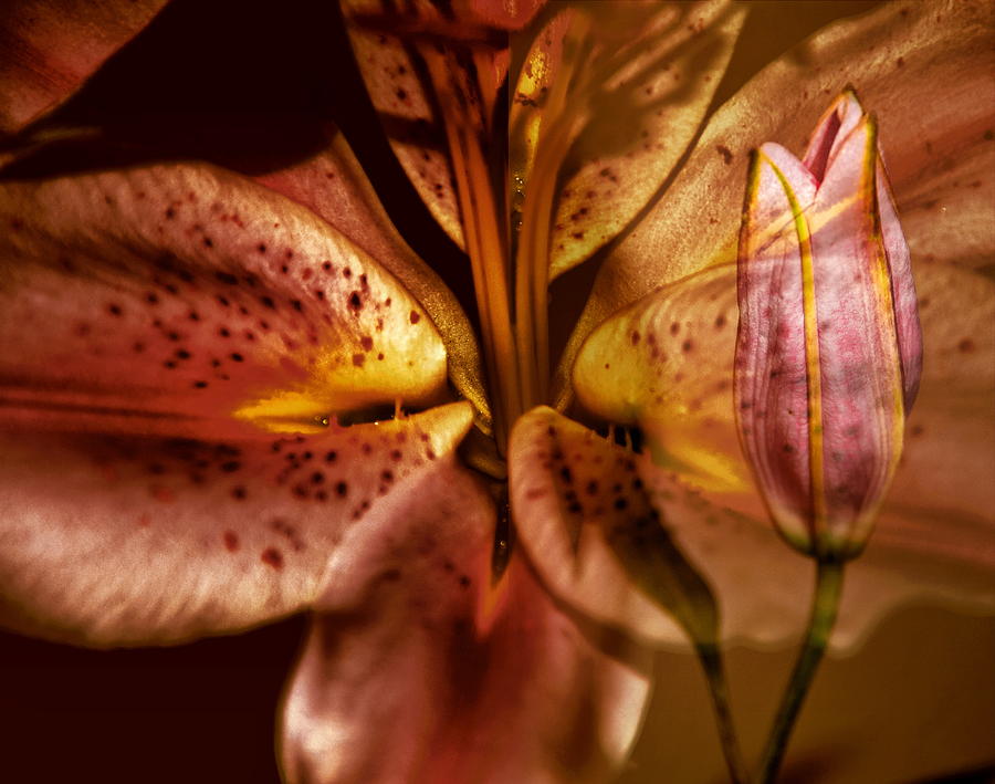 Lilies in Bloom Photograph by Ellen Berrahmoun Pixels