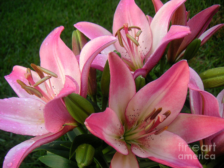 Lilies In Company Photograph by Lucyna A M Green
