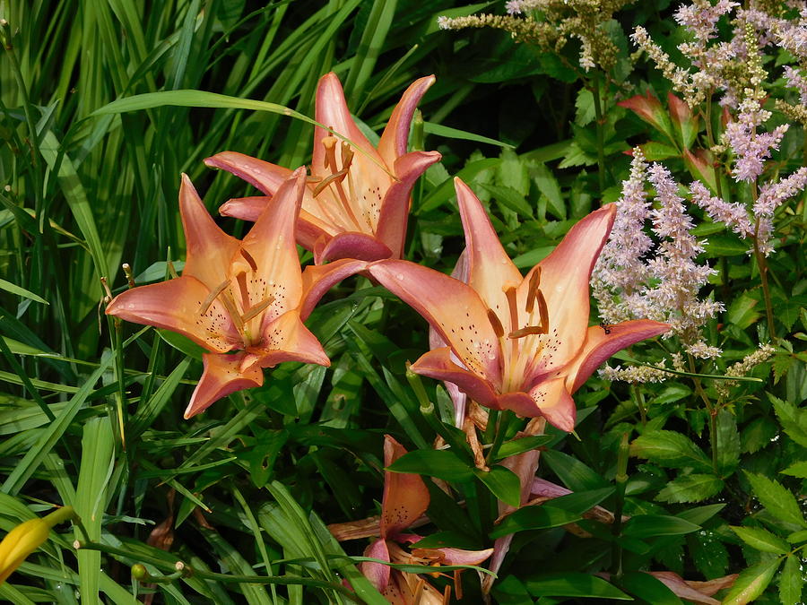 Lilies in Cornish Photograph by Catherine Gagne