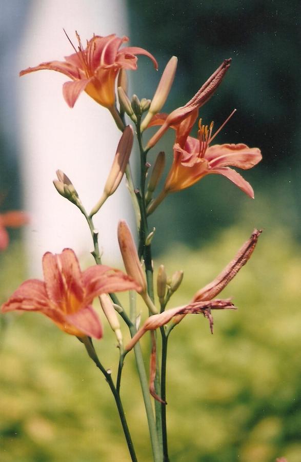 Lilies In My Garden - Photograph Photograph by Jackie Mueller-Jones