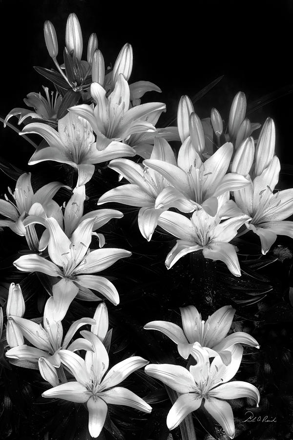 Black And White Photograph - Lilies in My Garden by Frederic A Reinecke