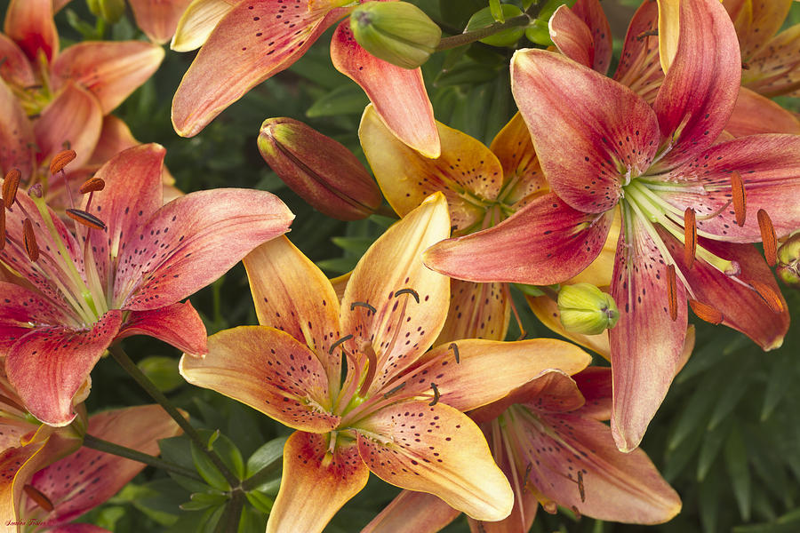 Lilies In Orange Red And Yellow Photograph by Sandra Foster