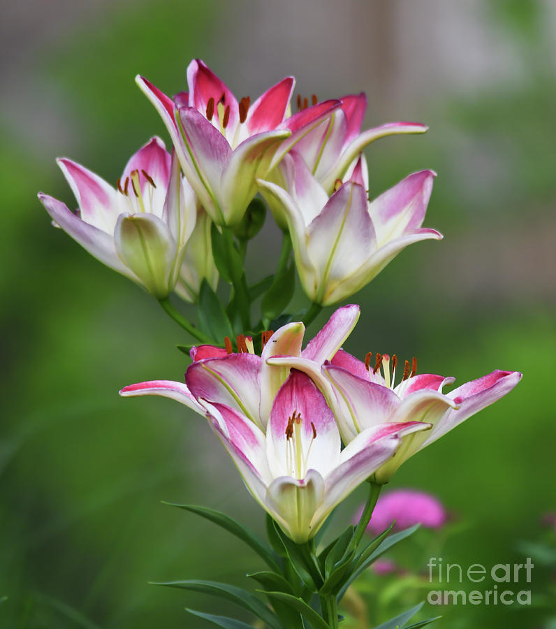 Lilies in Pink and White  Photograph by Kerri Farley