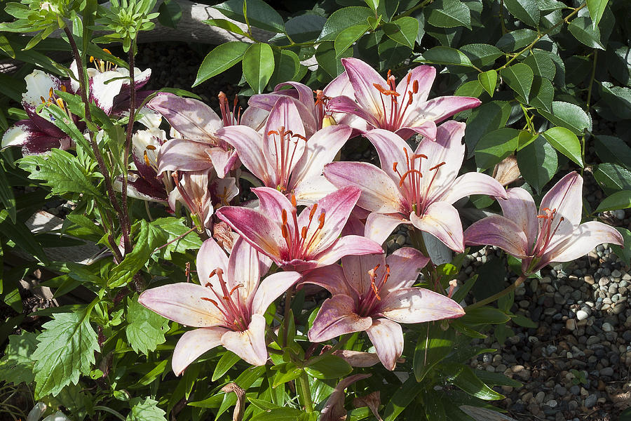 Lilies In Pink Photograph by Sandra Foster