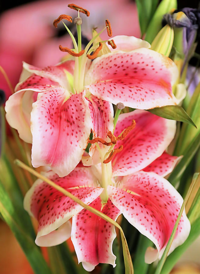 Lilies In Pinks Photograph by Theresa Campbell