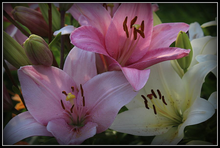 Lilies in Shades of Pink and White Photograph by Dora Sofia Caputo