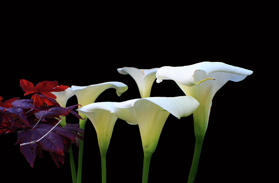 Lilies In Spring Photograph