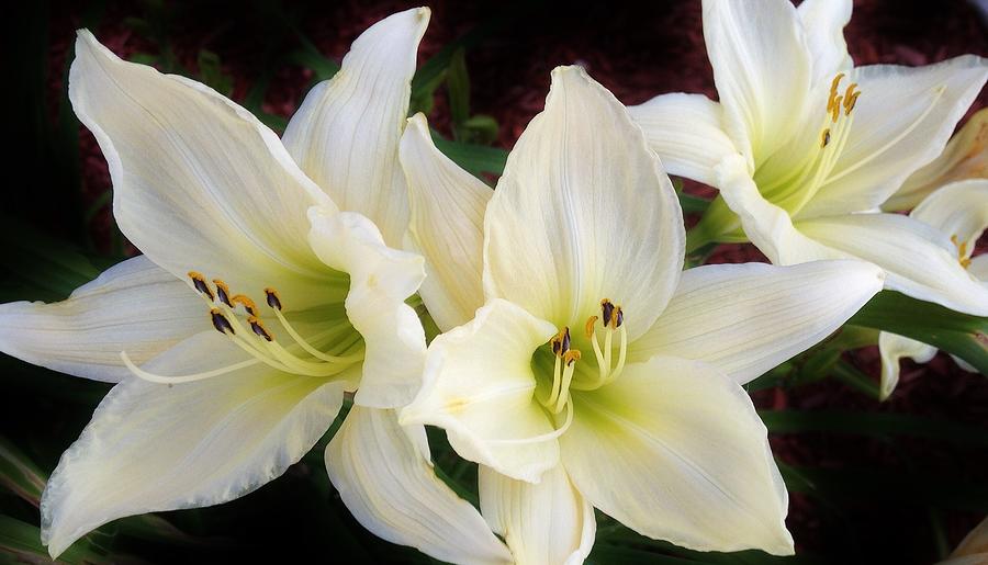 Lilies in the Garden Photograph by Bruce Bley