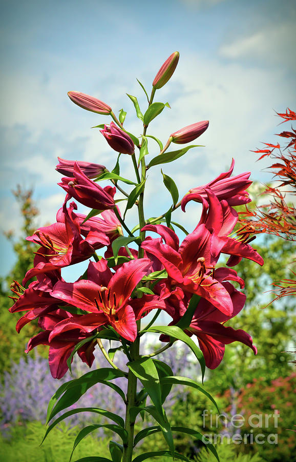 Lilies In The Garden Photograph by Kerri Farley