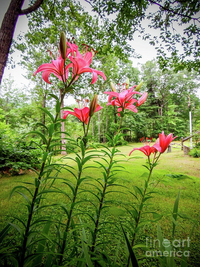 Lilies in the pink Photograph by Mim White